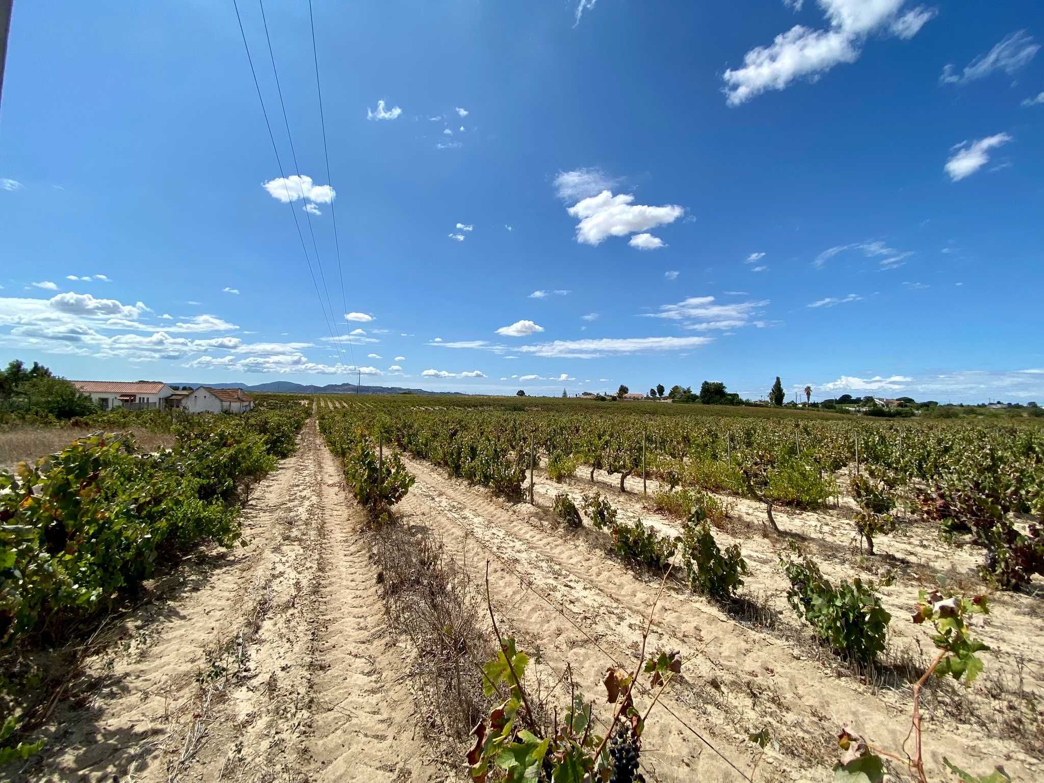 Terreno com vinha no Lau, Palmela 15.000 m2