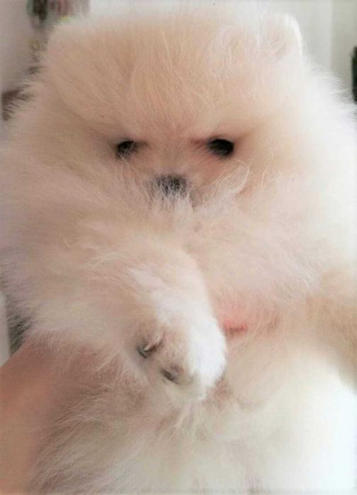 Przepiękne szczenięta pomeranian – szpic miniaturowy MINI MISIE