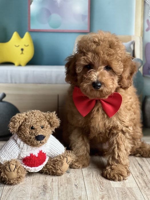 Пудель мальчик миниатюра