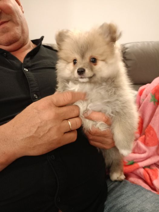 Szpic miniaturowy pomeranian