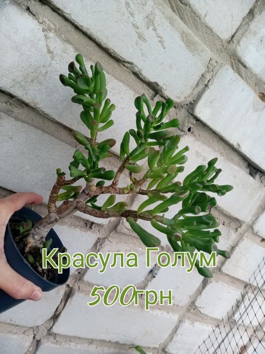 красула голлум , денежное дерево