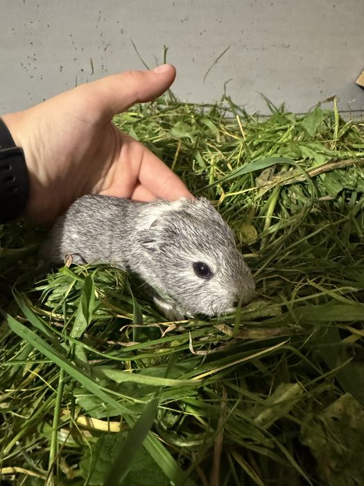 Świnki morskie Kawia