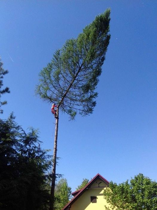 Wycinka drzew, pielęgnacja drzew, czyszczenie działek, usługi rębakiem