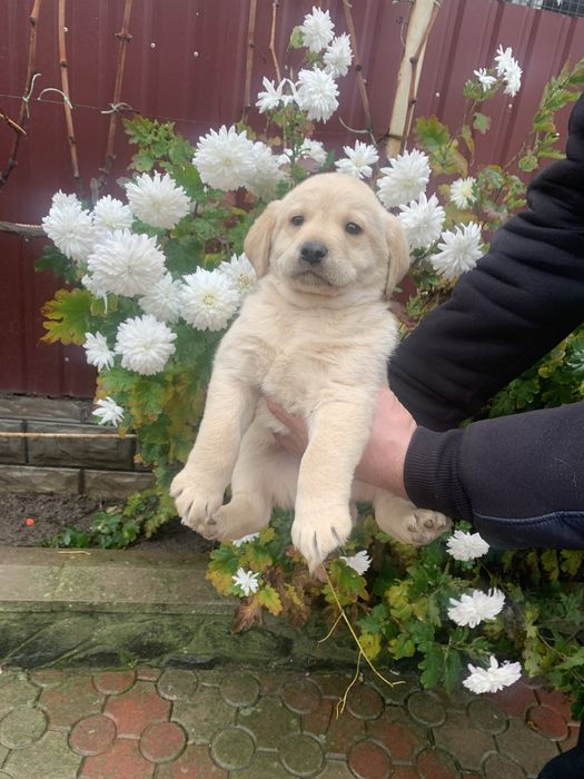 Продам цуценят Лабрадорів