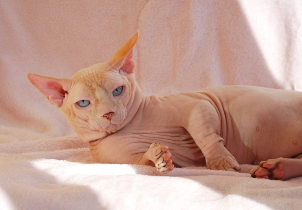 Кіт sphynx BAMBINO бамбіно з родоводом