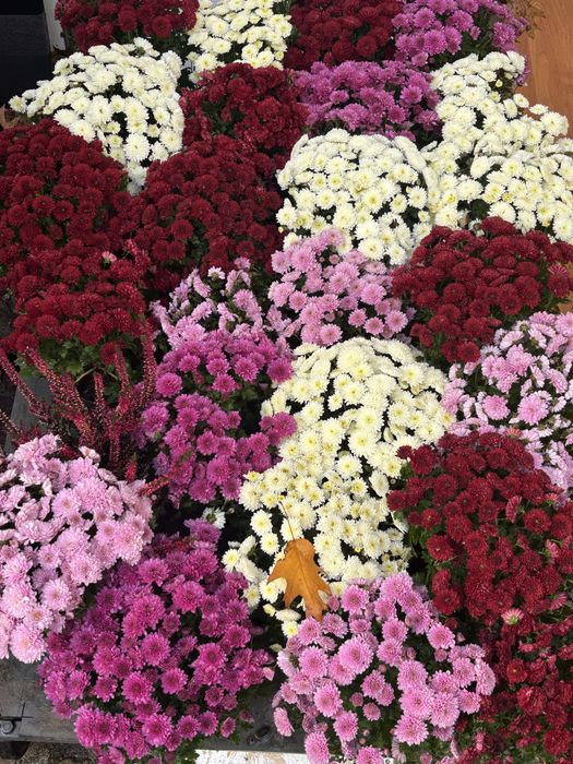 Chryzantemy sprzedam 4 kolory