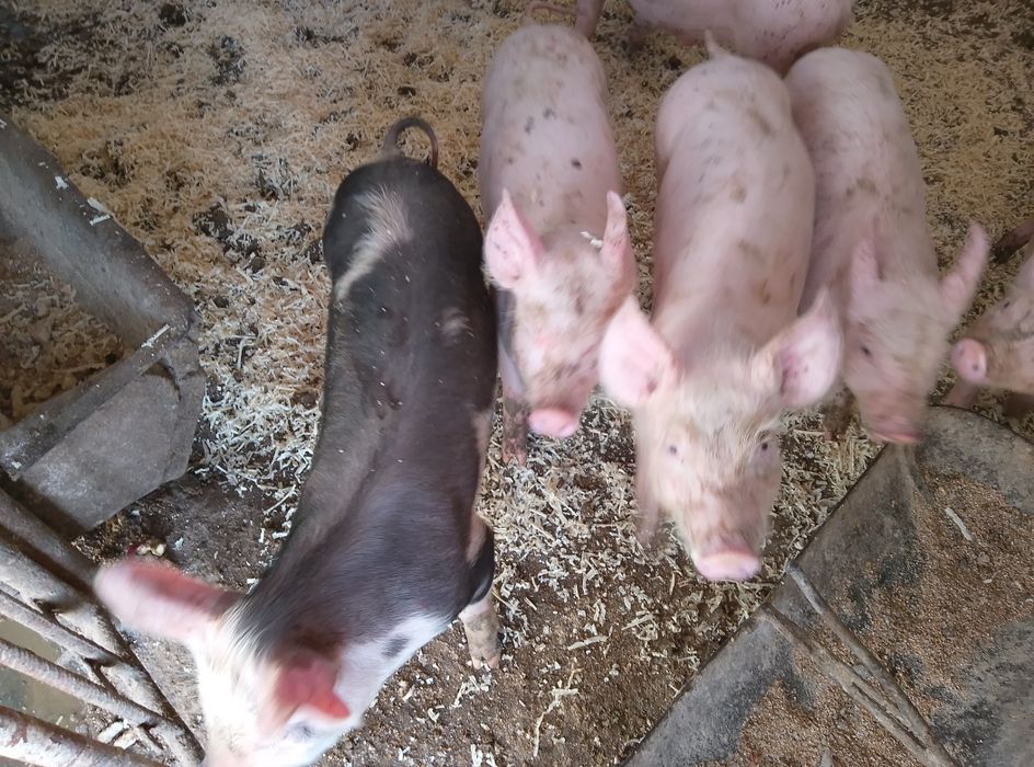 Продам поросят два місяці