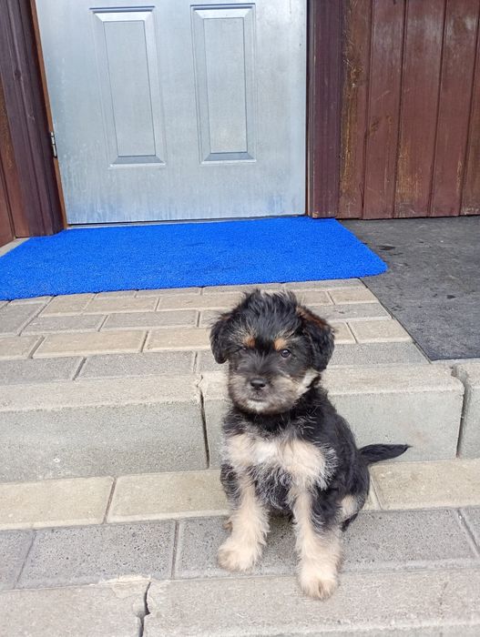 Oddam Pieski zapraszam