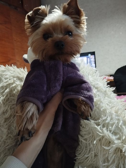 Вязка собак. Ищем невесту