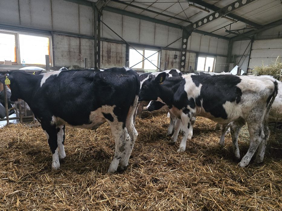 Sprzedam byczki opasy