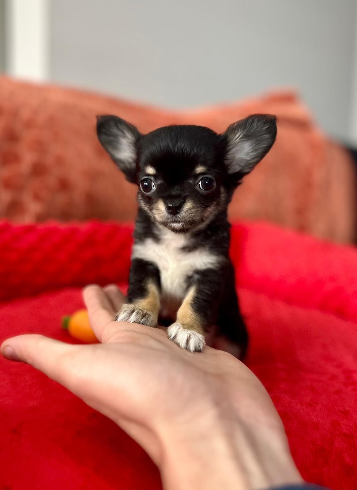Chihuahua wyjątkowa mini sunia długowłosa czarna