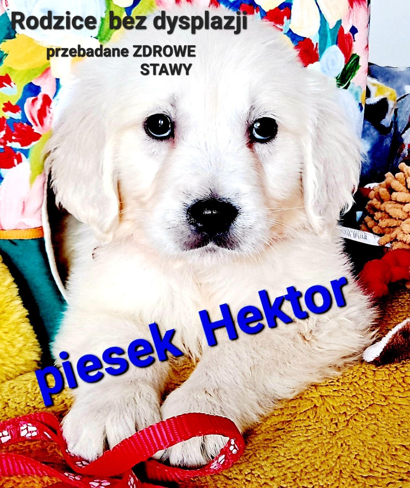 Szczeniak Hektor Golden Retriever RODZICE BEZ DYSPLAZJI  w hodowli