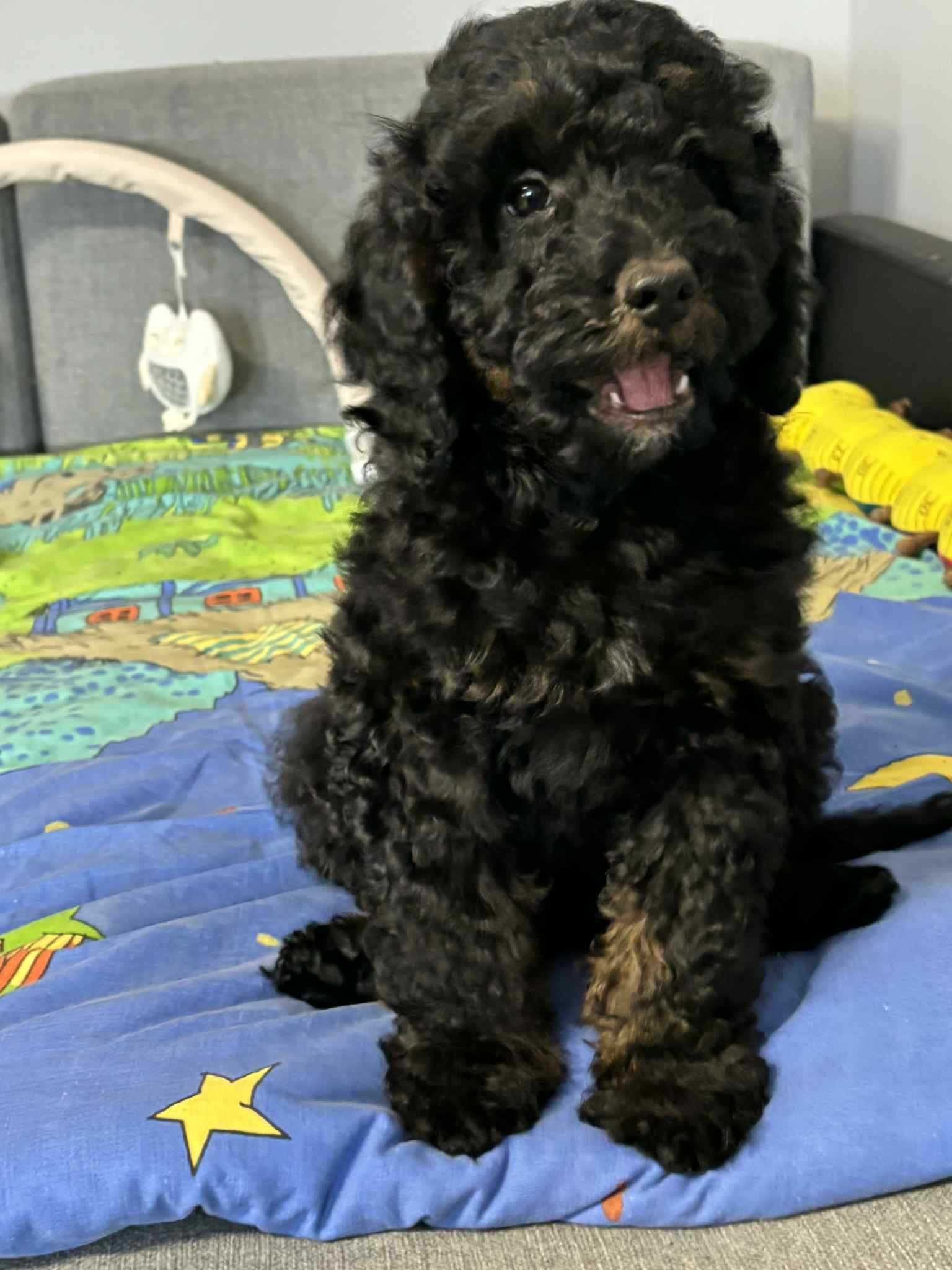 Cockapoo f1b-Piesek