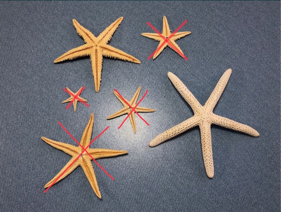 Коллекционная Океаническая Ракушка Белая Hippopus hippopus Морская