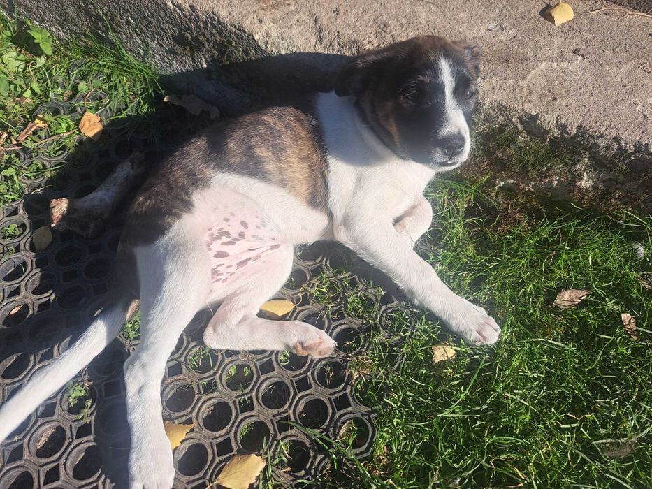 Piękne szczenięta do adopcji