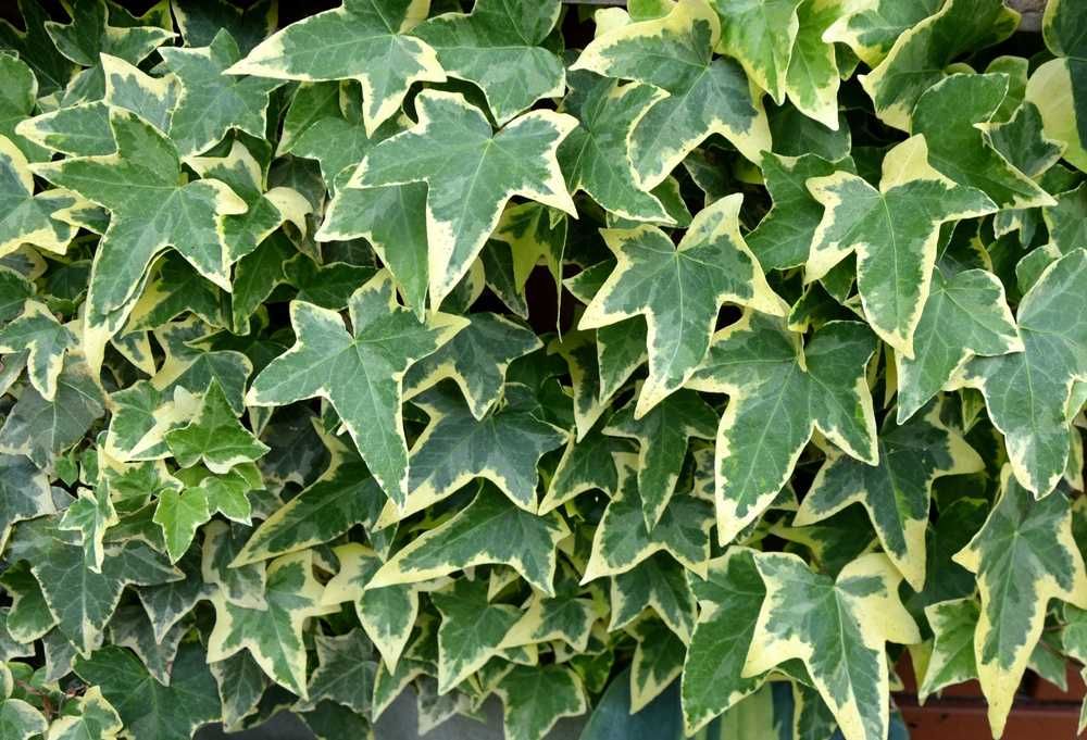 Bluszcz Pospolity 'Gold Child' - Hedera Helix 08
