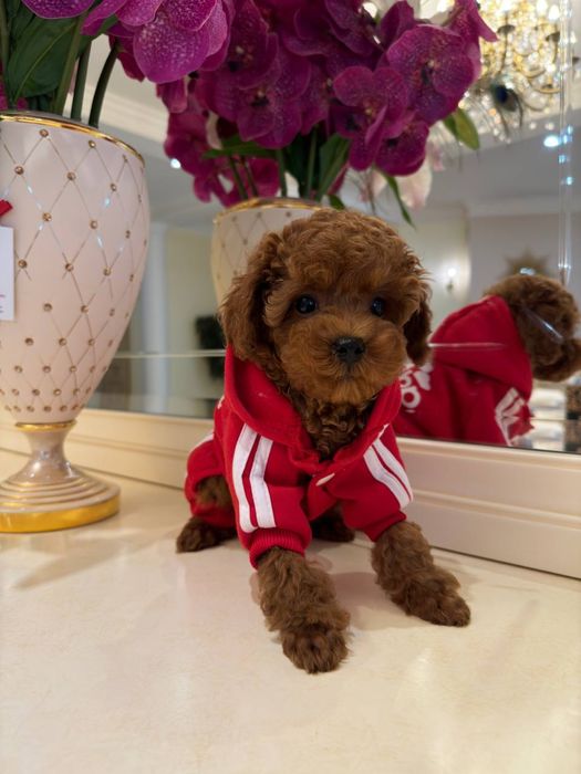 Мальтипу різних забарвленнь міні з чіпом