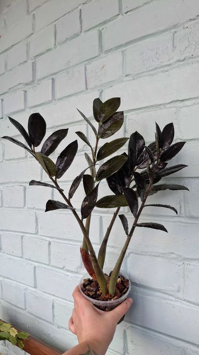 Заміокулькас Равен чорний Raven