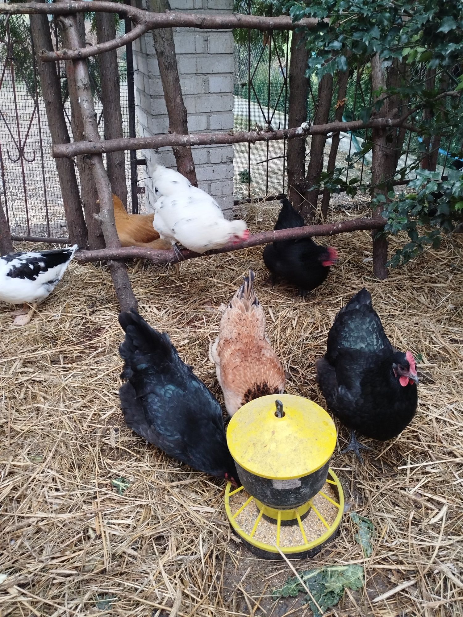 Australorp kura dorosła