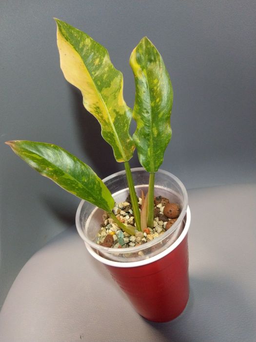Philodendron Ring Of Fire