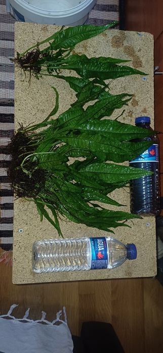 Plantas de aquário