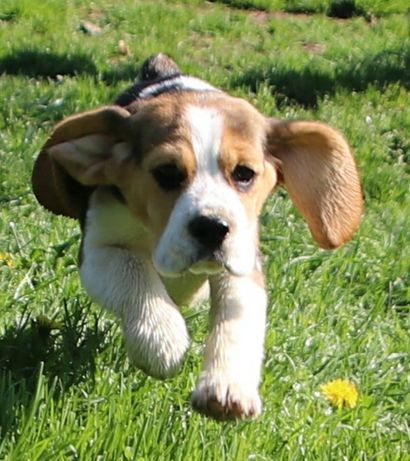 Beagle szczeniaki ZKWP(FCI)