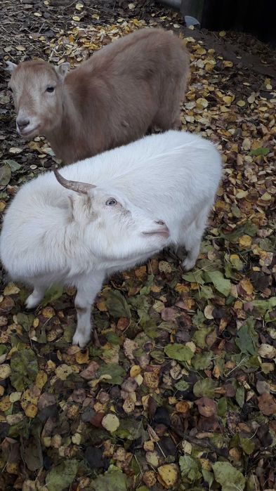 Кози породисті. Ламанчі