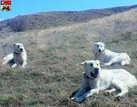 Tureckie psy pasterskie Akbash Kangal szczenię.