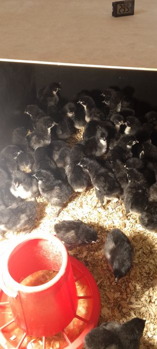 Kurczaki Jersey Giant