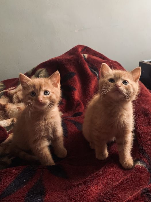 Віддам кошенят в добрі руки