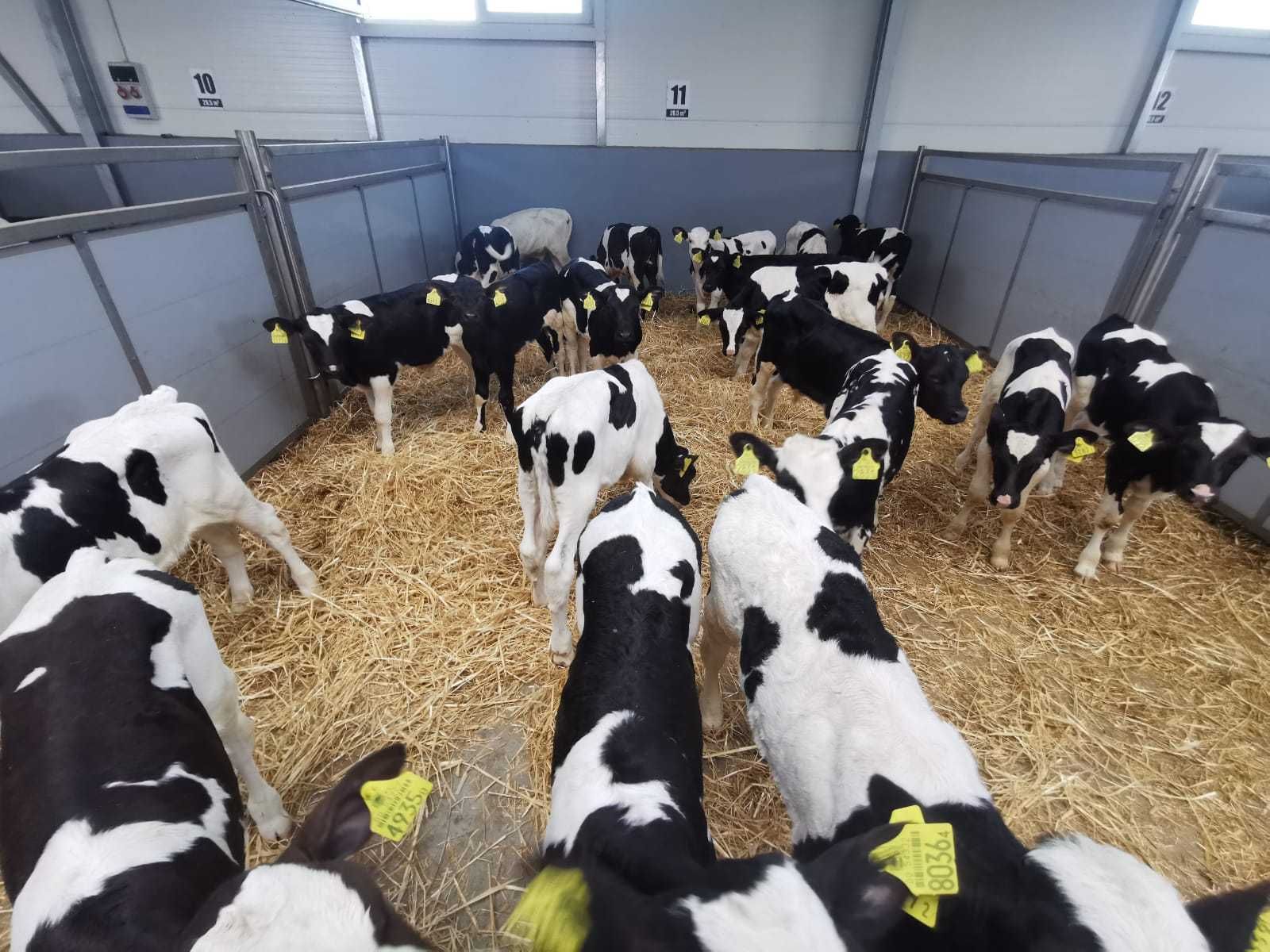 Byczki czarno-białe od 2 do 4 tygodni duży wybór