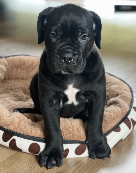 Cane Corso FCI/ZKwP Caro Corso czarny samiec szczenię