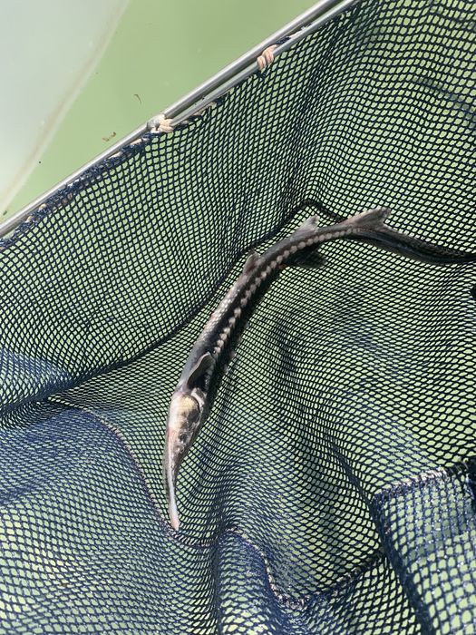 Jesiotr syberyjski sterlet albinos narybek jesiotra do stawu dowóz