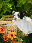 Menino border collie preto e branco