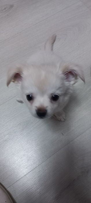 Цуценя/щенок чихуахуа