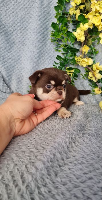 Excecional mini menina Chihuahua/Chiuaua de Qualidade,LinhagemRussa