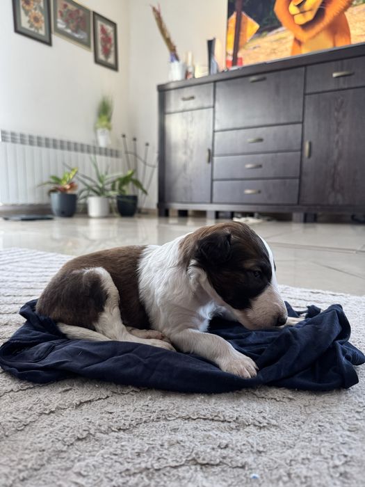 Chart Rosyjski Borzoj