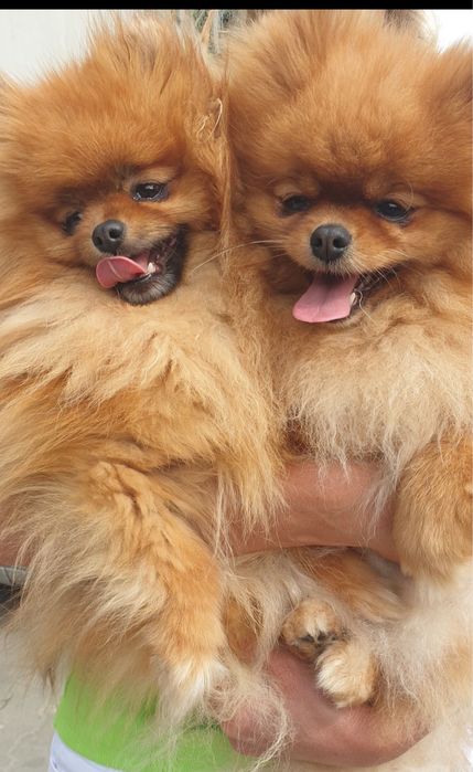 Szpic miniatorowy pomeranian