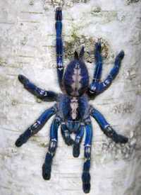 Poecilotheria Metallica 6-6.5 DC Ptasznik