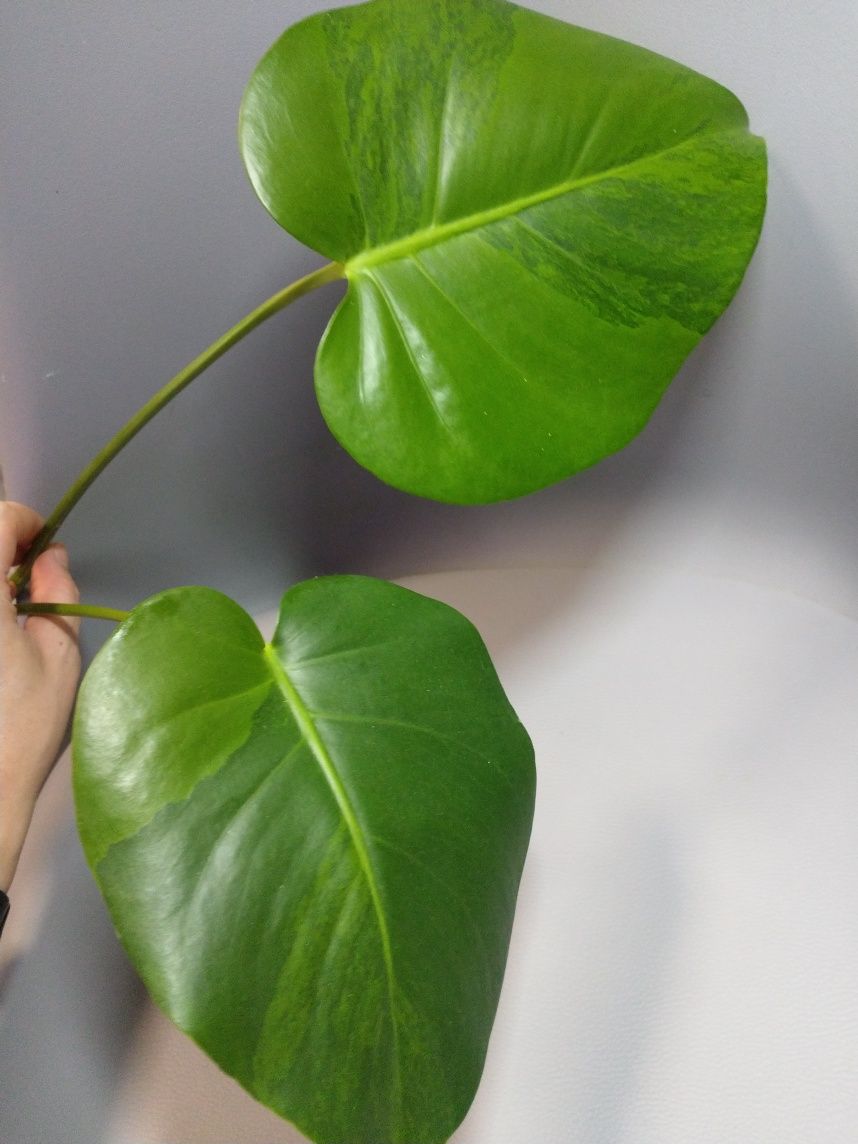 Monstera Green on Green szczyt dwulistny