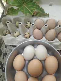 Ovos de galinha, codorniz e perua