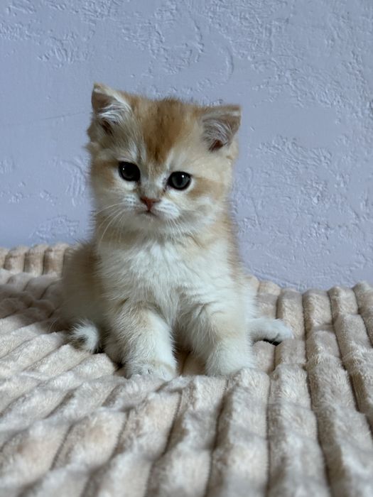 Dziewczynka brytyjska