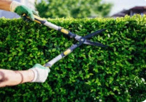 Empresa Jardinagem  - Especialista Técnico Jardineiro