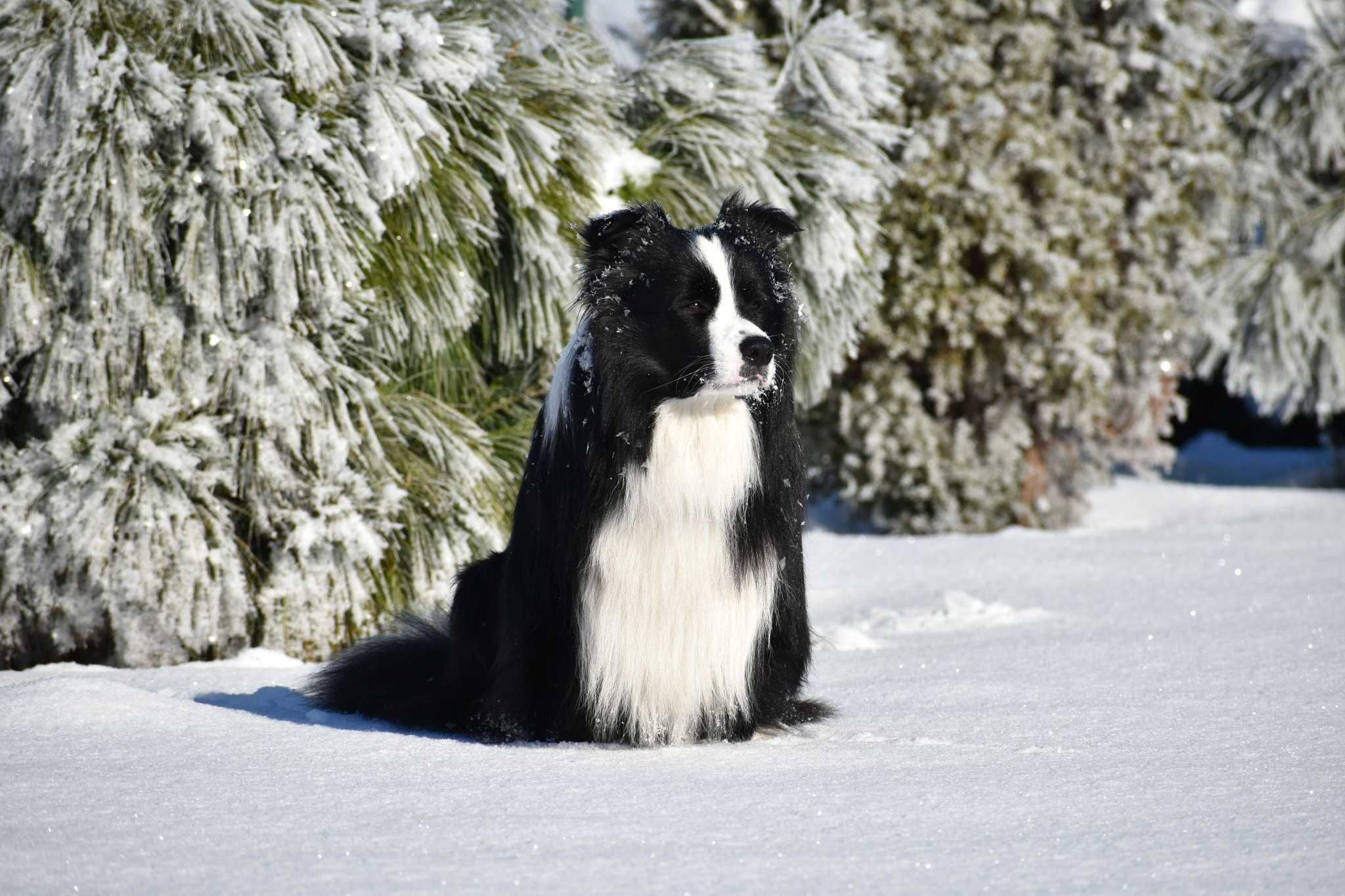 Szczenię Border Collie FCI