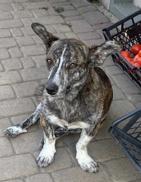 Стерилізована Рися в добрі руки