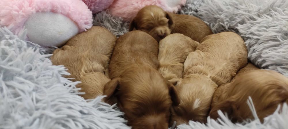 Cockapoo ,mama Cocker spaniel amerykański