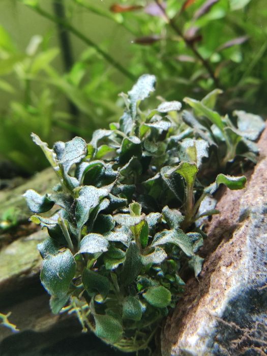Planta de aquário Bucephalandras