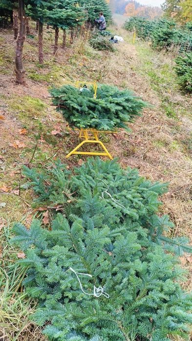 Jodła Nobilis | gałązki | jakość premium