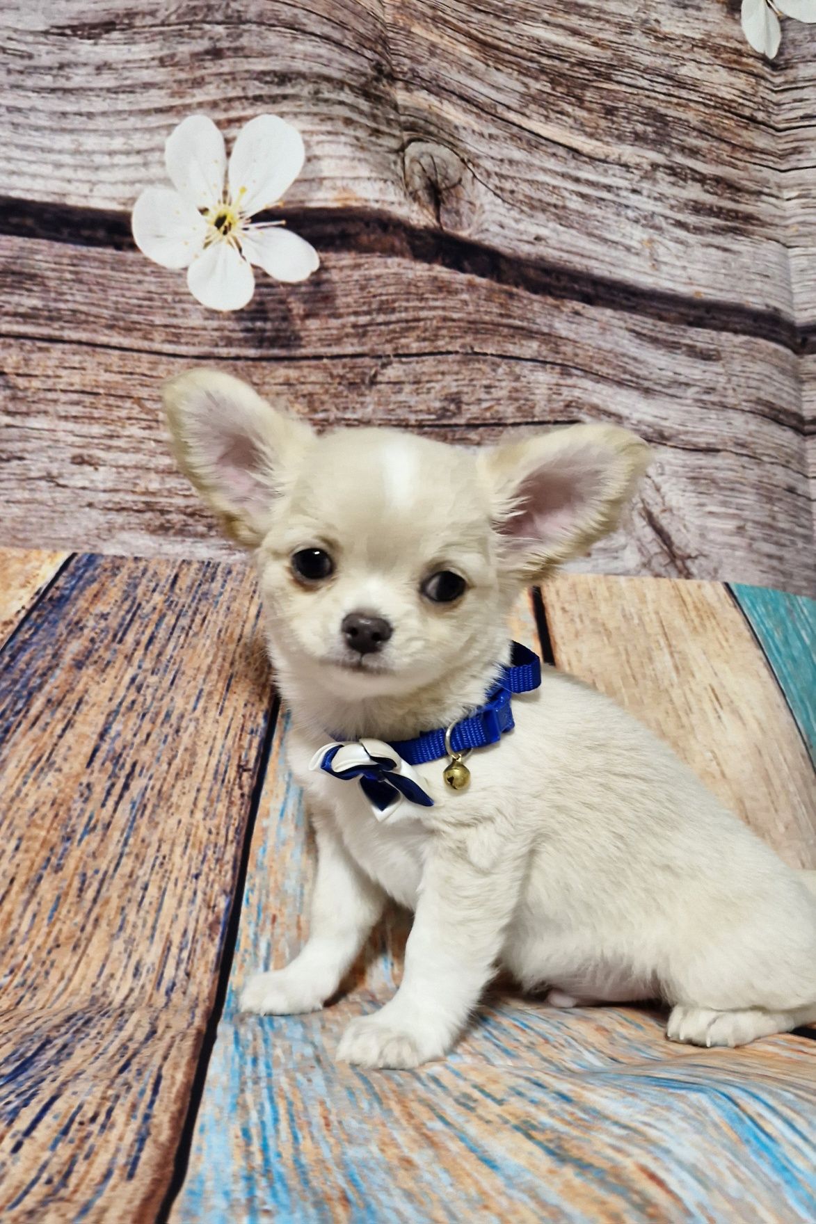 SONIC Chihuahua Długowłosy ZKwP FCI