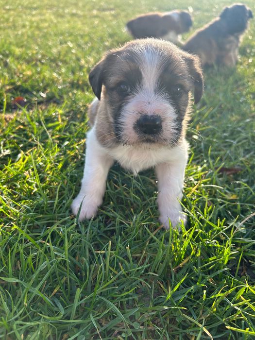 Szczenięta oddam w dobre ręce